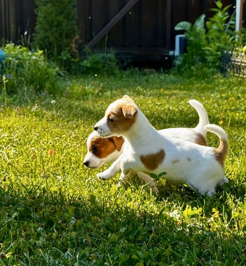 dog_1