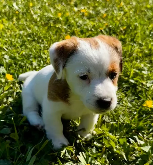dog_2