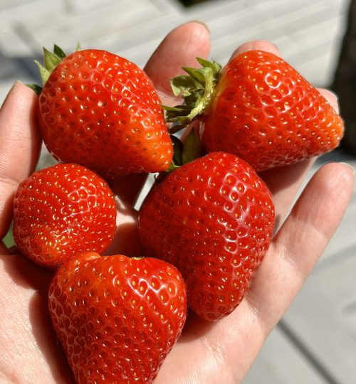 food_strawberry_1