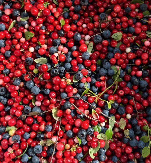 food_wild_berries_1