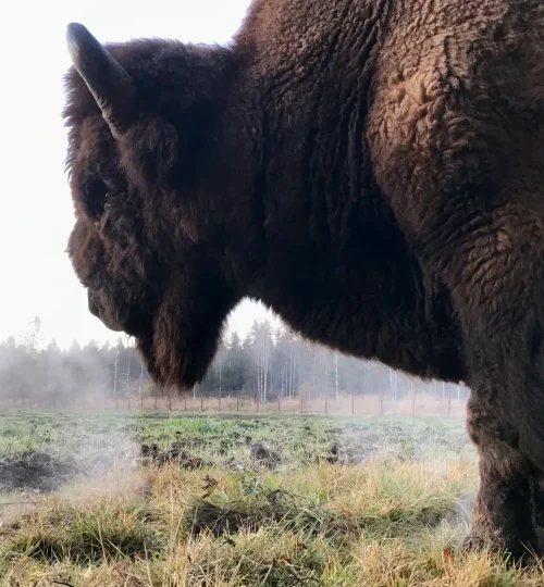 nature_animals_bison_1