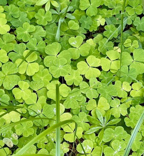 nature_clover_1
