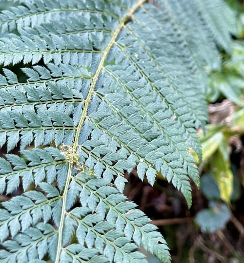 nature_fern_1