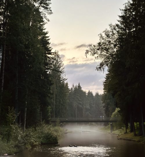 nature_field_3