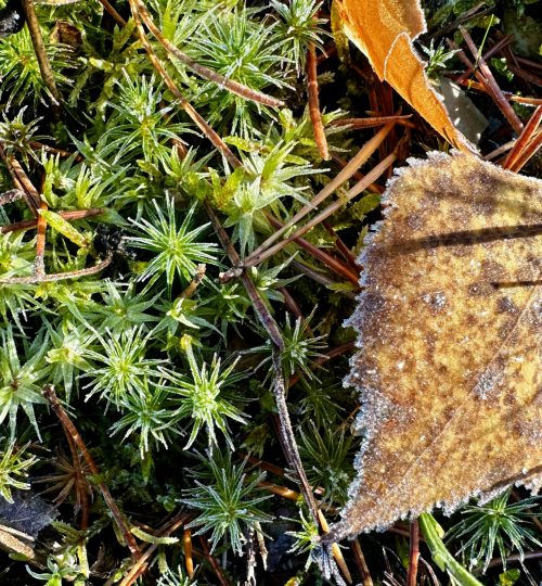 nature_moss_1