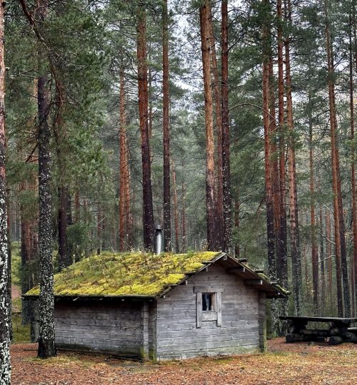 nature_moss_2