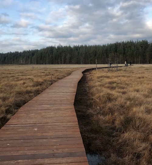 nature_swamp_road_1